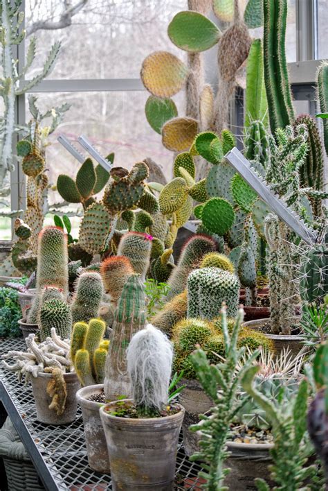 Succulents in the Greenhouse - The Martha Stewart Blog