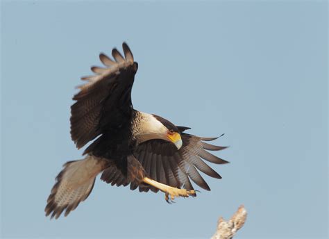 Crested caracara