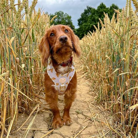 Cocker Spaniel Colors: How Many Shades Are There?