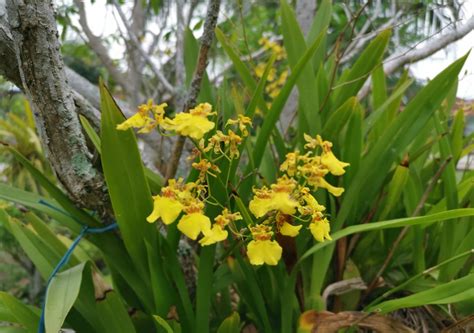 Oncidium (Dancing Lady Orchid): In-Depth Care Guide - Brilliant Orchids