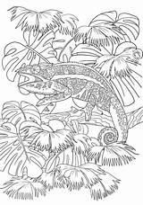 4 Caméléon Coloring Royalty Free Photos And Stock Images  Shutterstock sketch template