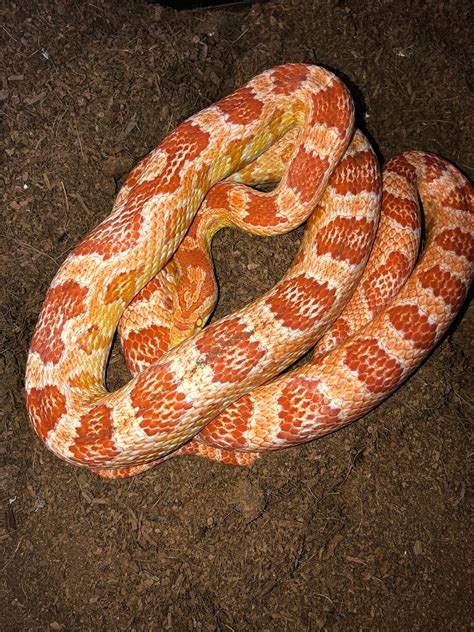 Corn snake breeding plans 2021! First lock of the year today! - Corn ...