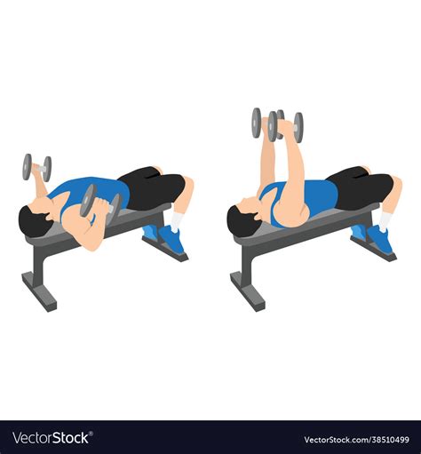 Man doing flat bench dumbbell flyes exercise Vector Image