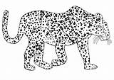 Coloring Pages Leopard Colouring Shark Template Library Clipart Popular  sketch template