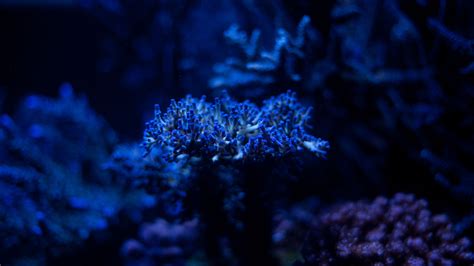 underwater world, ocean, corals, algae, 4k HD Wallpaper