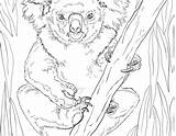 Free Printable Realistic Animal Coloring Pages  Templates sketch template