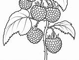 The Best Free Raspberry coloring Page Images Download From 43  sketch template
