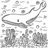 Whale Swimming With Coral coloring Page  Download Print Or Color sketch template