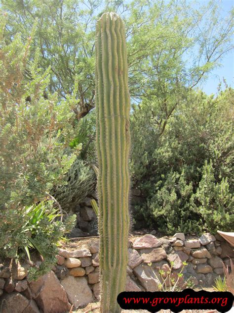 Saguaro - How to grow & care