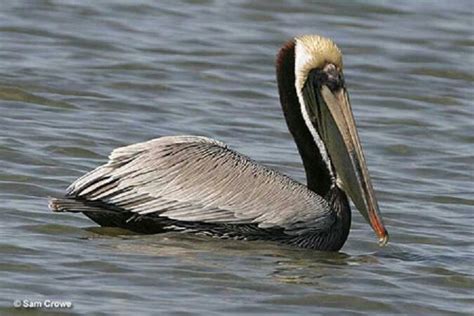 Louisiana State Bird | Louisiana | Pinterest