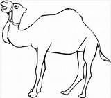 Camel Coloring Pages Camels Colouring Print Printable Bactrian Drawing  sketch template