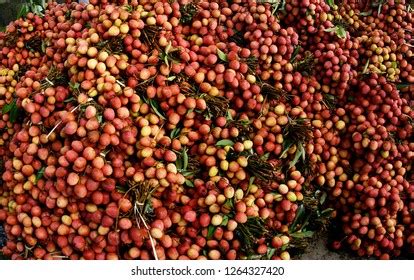 Lychee Season Vietnam Stock Photo 1264327420 | Shutterstock