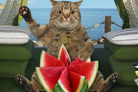 Can Cats Eat Watermelon? - That Cuddly Cat