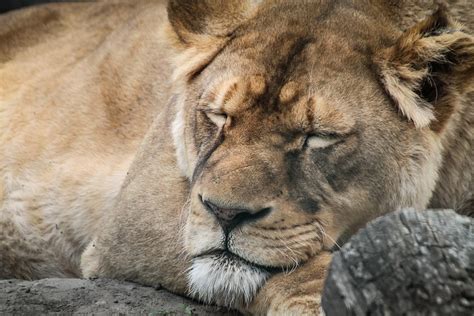 Free photo: Lion, Female, Portrait - Free Image on Pixabay - 721128