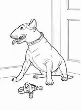 Dibujo De Bull Terrier Para Colorear  Dibujos Imprimir sketch template
