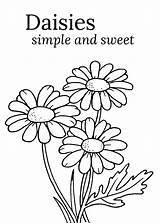 Daisy Coloring Pages – Printable FREE sketch template