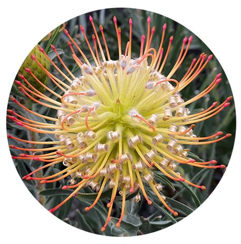 Leucospermum Range – Leucospermum Varieties – Proteaflora