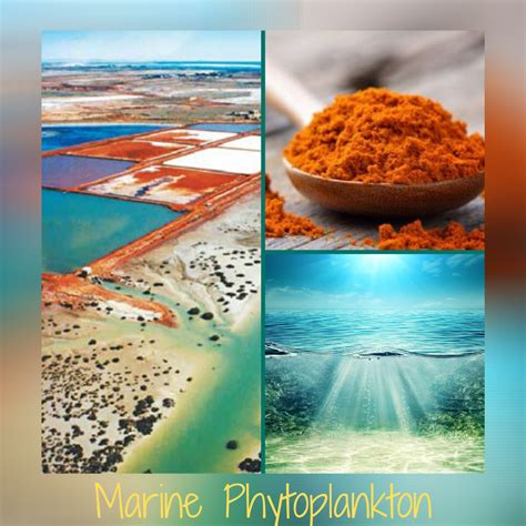 What Is Phytoplankton Whatmaster - vrogue.co