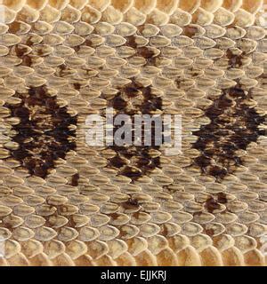 rattlesnake skin texture close up Stock Photo: 31477078 - Alamy