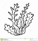 Algae Coloring Pages At GetDrawings  Free Download sketch template