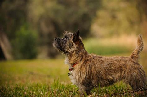 10 Best Brindle Dog Breeds