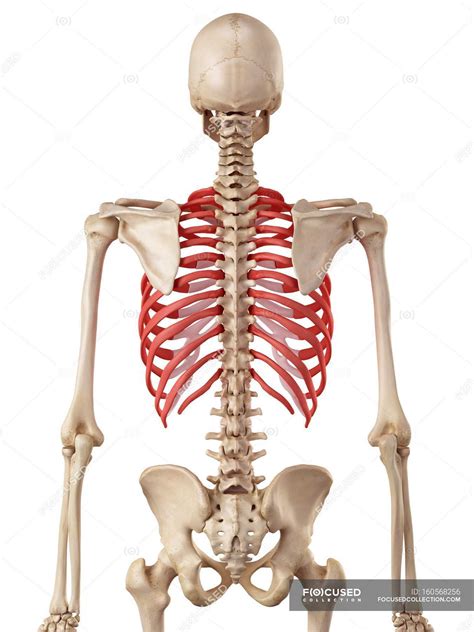 Rib Cage Muscles Diagram Diagram Of The Rib Cage Stock Photos | Images and Photos finder