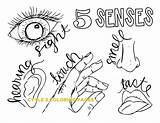 Coloring Pages Of The Five Senses sketch template