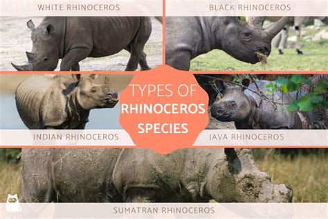 Different Types of Rhino Species - List of Rhinoceros Species With Photos