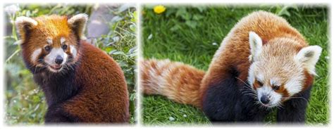 Creation-based conservation for the Red Panda