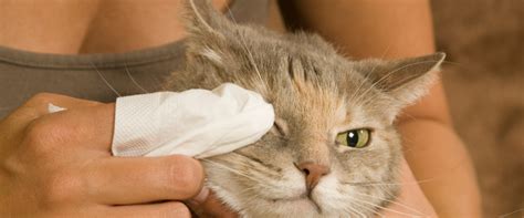 Cat Pink Eye Treatment Petco - Cat Meme Stock Pictures and Photos