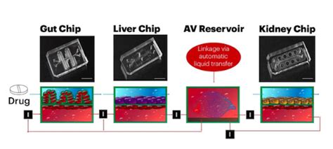 Organ-on-a-Chip Designed to Overcome Major Flaws in Pharmaceutical ...