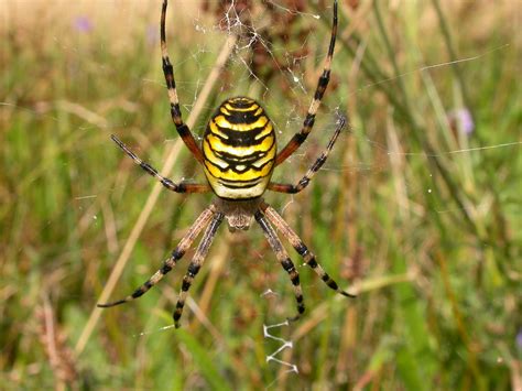 Watch out for the Wasp Spider – Reading & District Natural History Society