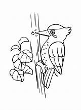 Woodpecker coloring Page sketch template