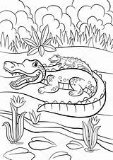 Baby Alligator Coloring Pages sketch template