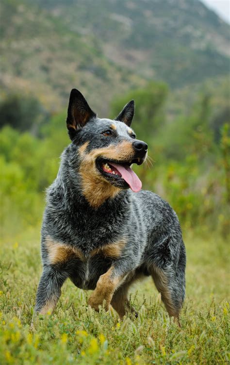 Best Dog Food for Blue Heelers - Nourishing Your Australian Cattle Dog