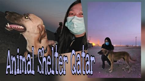 VISITING ANIMAL SHELTER | QAWS ( QATAR ANIMAL WELFARE SOCIETY | DOGS ...