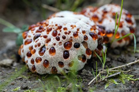 Bleeding tooth fungus | Those of us with a fascination for t… | Flickr