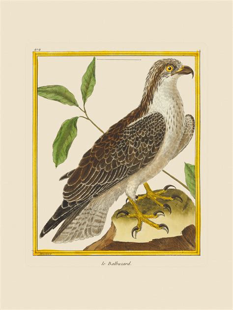 Martinet Bird of Prey : Nostalgia Fine Art , Antique Prints - Giclee Prints - Framed Art