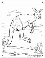 100  Kangaroo coloring Pages Free PDF To Print Woo Coloring sketch template