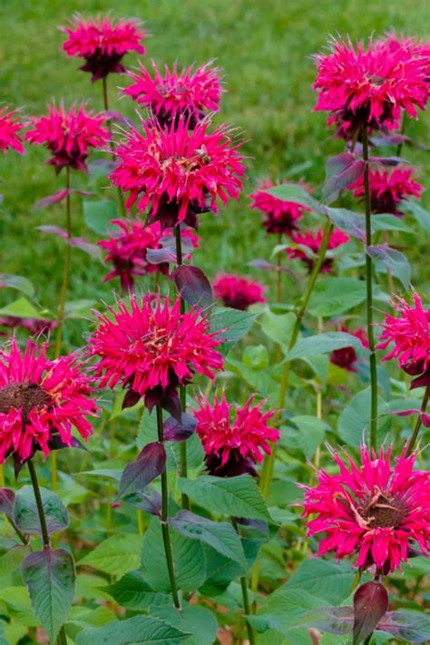 How to Grow Bee Balm – Garden Chick