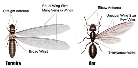 Carpenter Ants vs. Termites: What's the Difference? - City Pest Control Blog