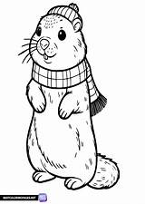 Free Printable groundhog coloring Page  Pages sketch template