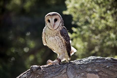 Where can I see the Lesser Sooty Owl in the wild