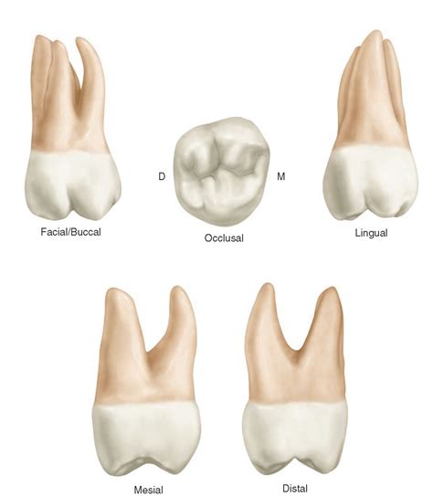 Culpa matriz Fundación anatomia 2 molar superior pila Pegajoso edificio