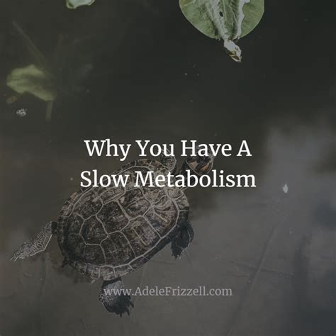 Slow Metabolism: Causes Symptoms And Treatment – Carrie Visintainer