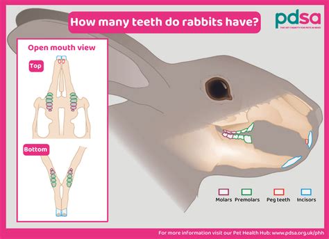 How to check your rabbits’ teeth - PDSA