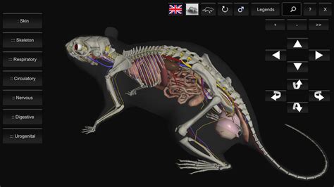 3D Rat Anatomy - Android Apps on Google Play