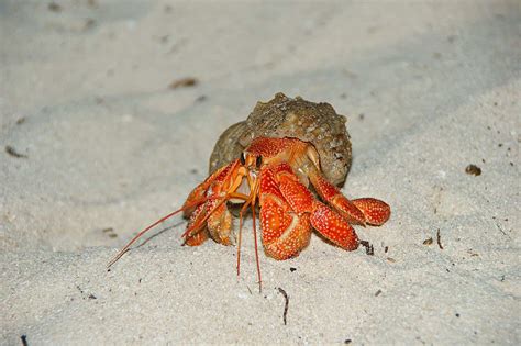 Strawberry Hermit Crab (Coenobita Perlatus) Care Sheet