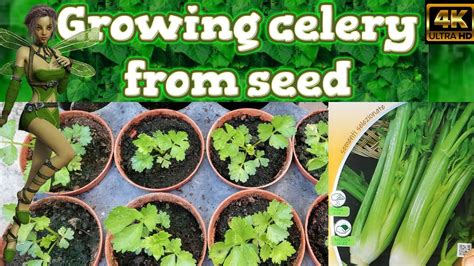 Growing Celery from Seed - YouTube