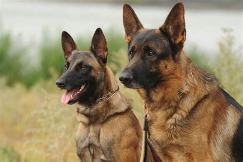 Belgian Malinois Vs German Shepherd: How Are They Different?